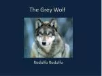 The Grey Wolf - slide 1