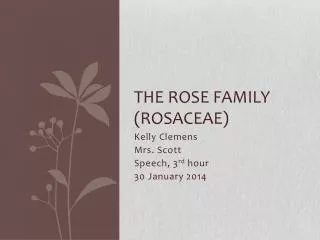 The Rose Family ( Rosaceae )