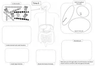 Inside stomach and small intestine.