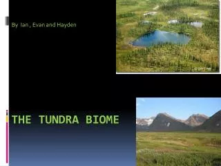 The tundra BIOME