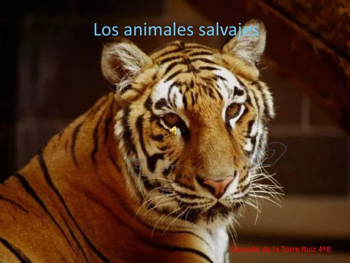 los animales 2