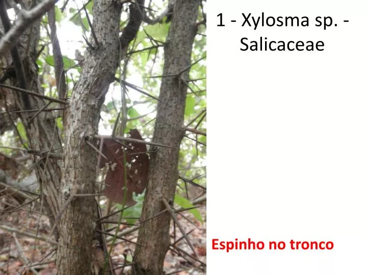 1 xylosma sp salicaceae