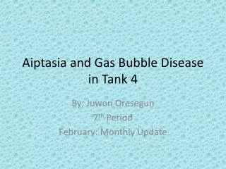 Aiptasia and Gas Bubble Disease in Tank 4