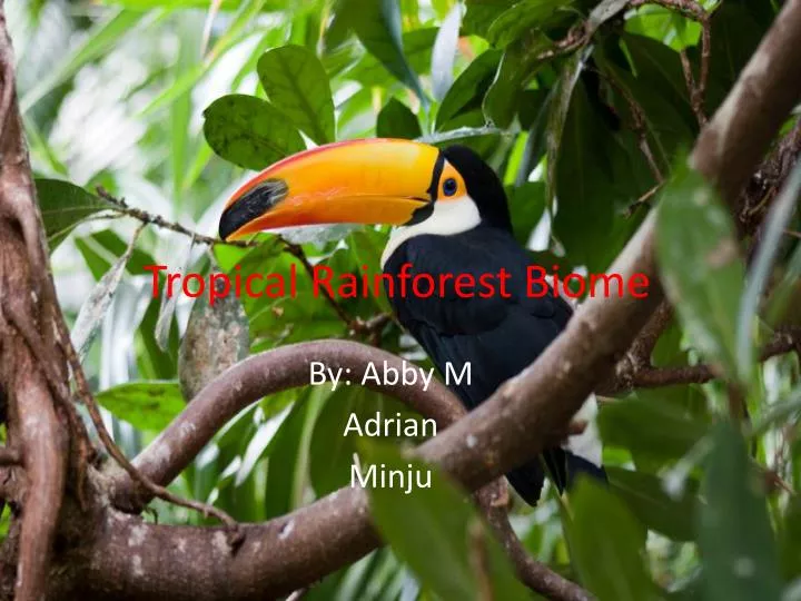 Ppt Tropical Rainforest Biome Powerpoint Presentation Free Download Id3077875 5979