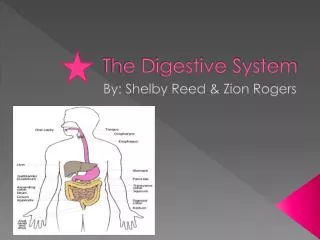 The Digestive System