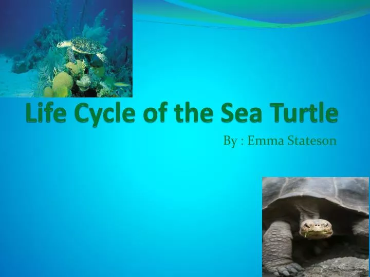 life cycle of the sea turtle