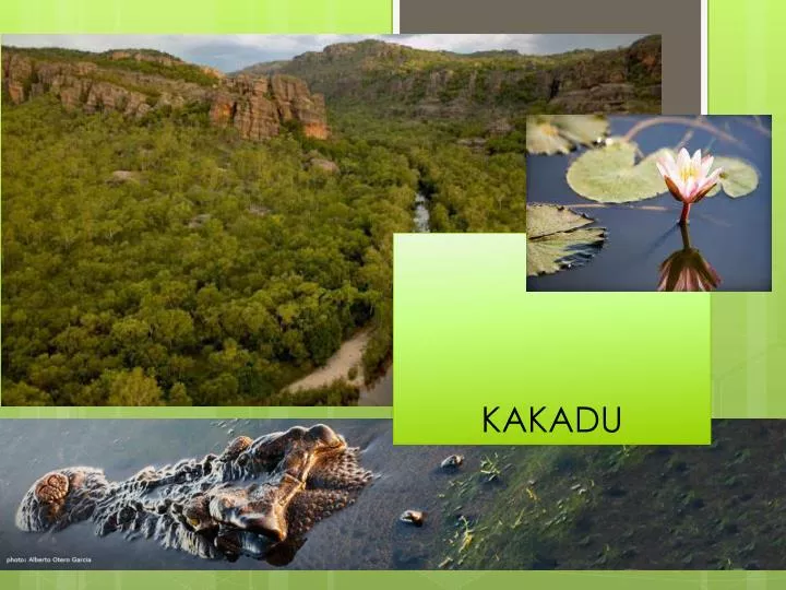 kakadu