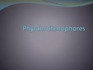 Phylum Ctenophores