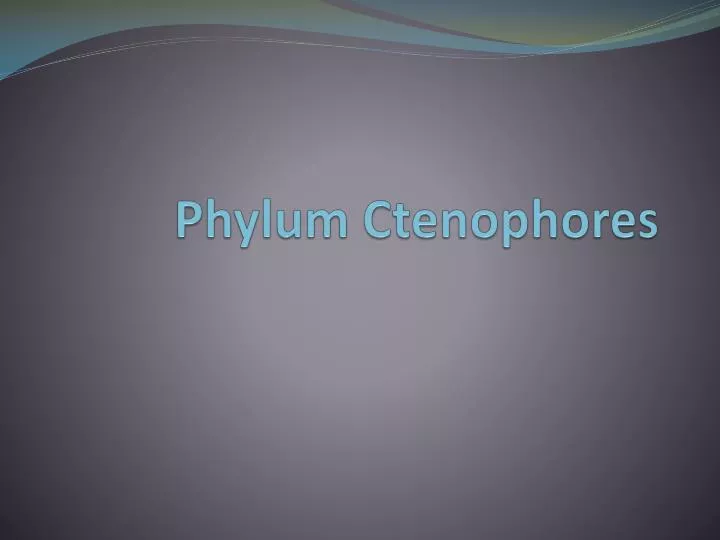 phylum ctenophores