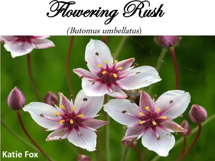 flowering rush butomus umbellatus