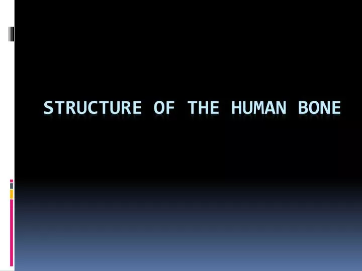 structure of the human bone