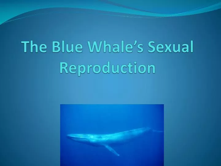 the blue whale s sexual reproduction