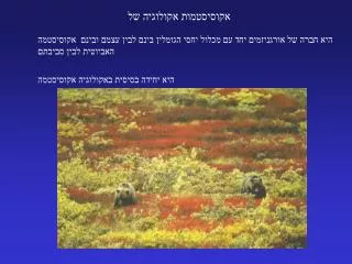 אקולוגיה של אקוסיסטמות