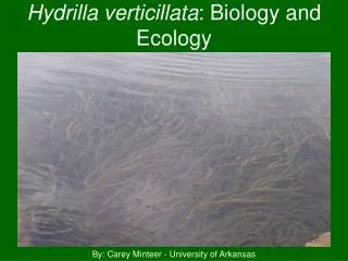 Hydrilla verticillata : Biology and Ecology
