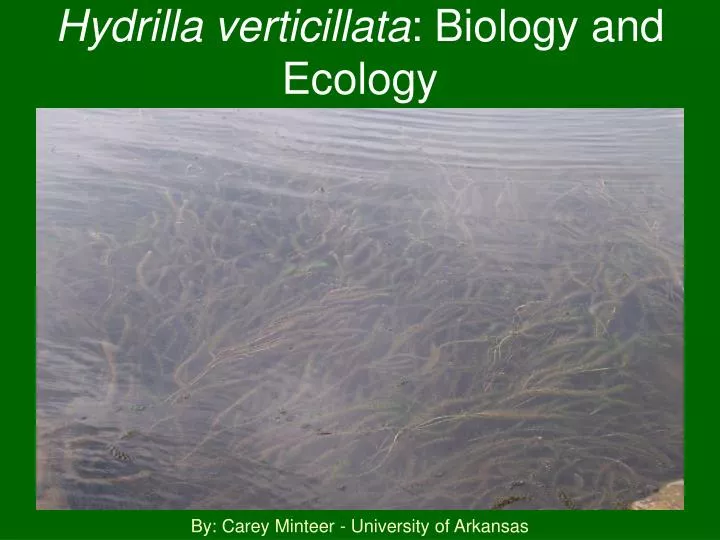 hydrilla verticillata biology and ecology