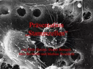 Präsentation „Stammzellen“