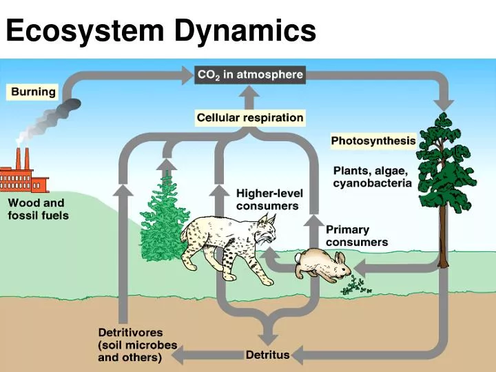 ecosystem dynamics