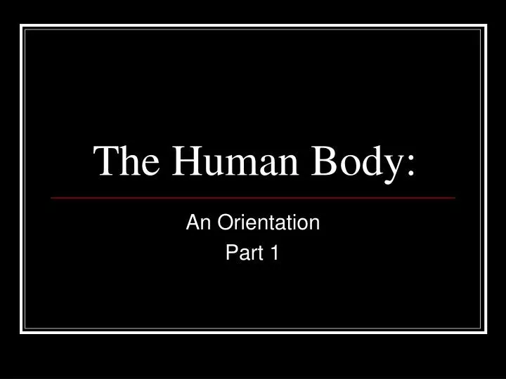 the human body