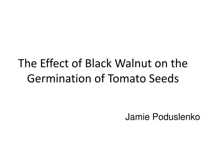 the effect of black walnut on the germination of tomato seeds
