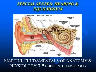 SPECIAL SENSES: HEARING &amp; EQUILIBRIUM