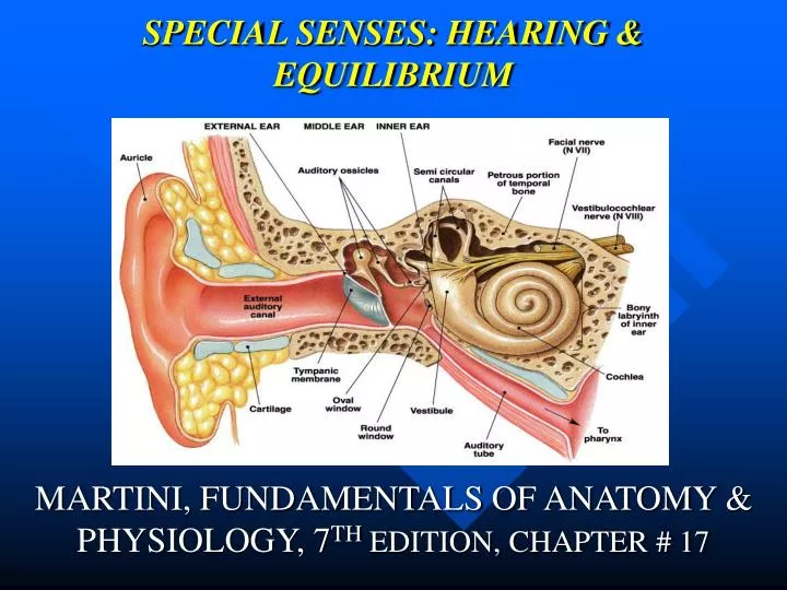 special senses hearing equilibrium