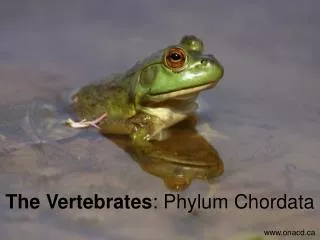 The Vertebrates : Phylum Chordata