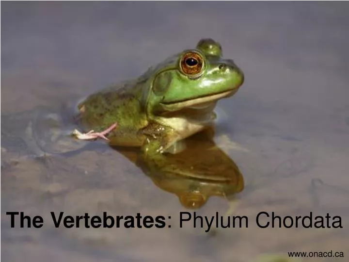 the vertebrates phylum chordata