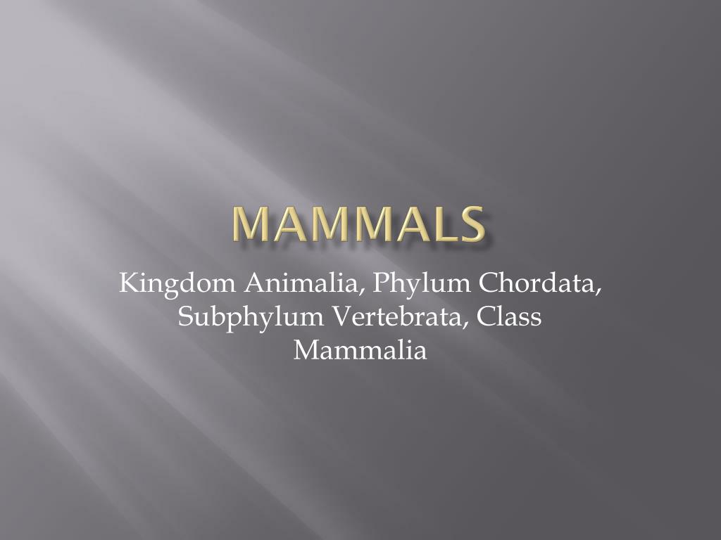 PPT - Mammals PowerPoint Presentation, free download - ID:3082145