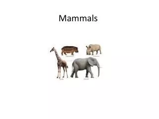 Mammals