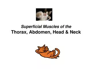 Superficial Muscles of the Thorax, Abdomen, Head &amp; Neck