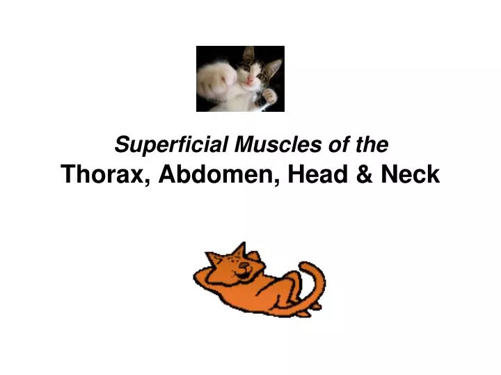 superficial muscles of the thorax abdomen head neck