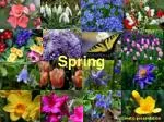Effortless Spring Presentations: Automate Your Workflow for Success - slide 1