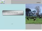 COLOSTRUM - slide 1