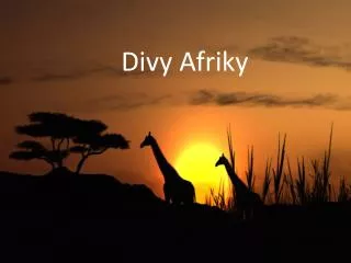 divy afriky
