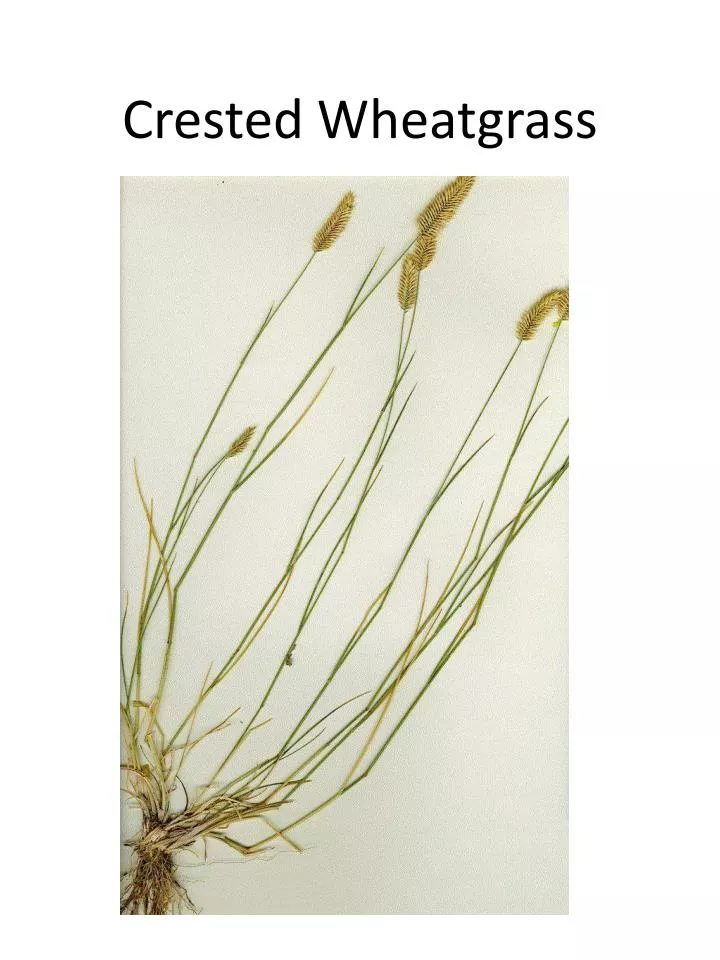 crested wheatgrass