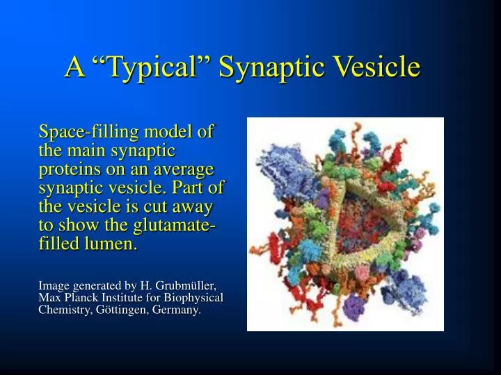a typical synaptic vesicle