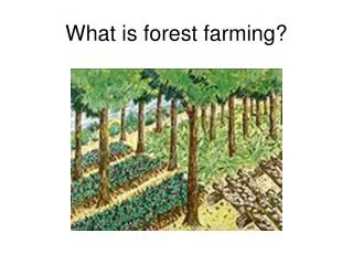 What is forest farming?