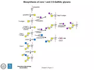 Biosynthesis of core 1 and 2 O-GalNAc glycans