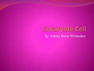 Eukaryote Cell