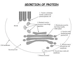 Cell membrane