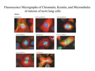 Fluorescence Micrographs of Chromatin, Keratin, and Microtubules