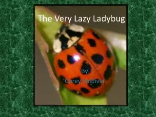 The Very Lazy Ladybug