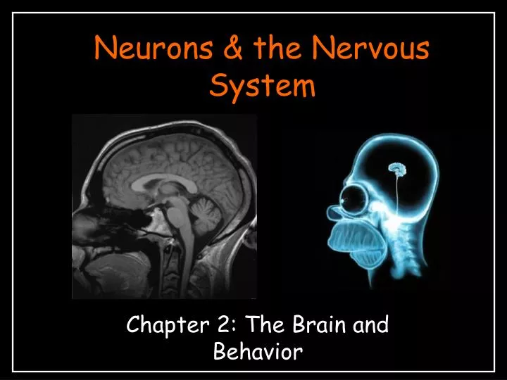 neurons the nervous system