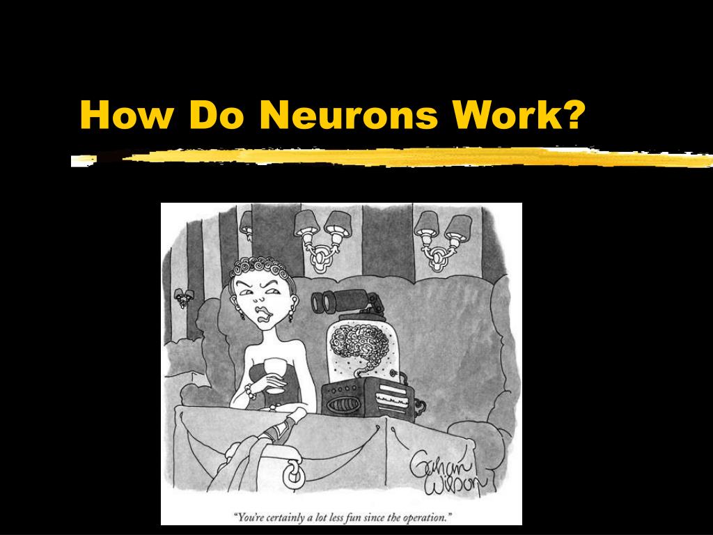 HOW DO NEURONS WORK AND CHANGE OVER TIME visual data 3