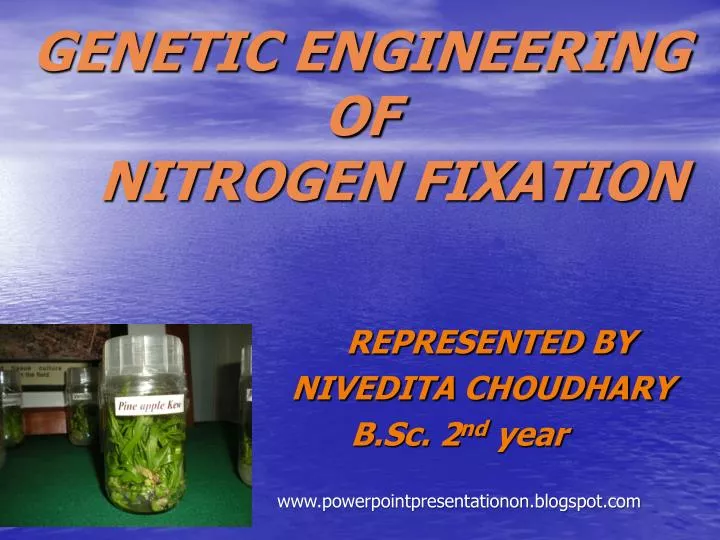 genetic engineering of nitrogen fixation