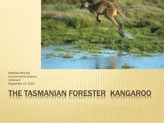 The tasmanian Forester Kangaroo