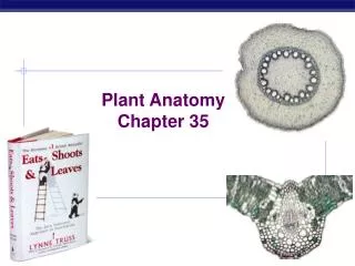 Plant Anatomy Chapter 35