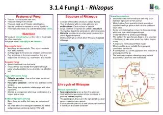 3.1.4 Fungi 1 - Rhizopus
