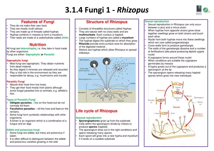 3 1 4 fungi 1 rhizopus