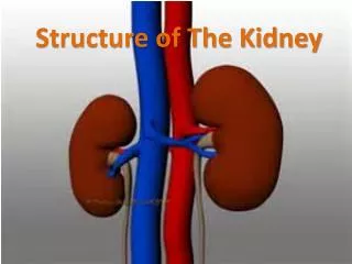 structure of the kidney